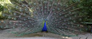 Pfau auf der Pfaueninsel: Doch auf die Insel zu kommen, ohne mit dem Auto anzureisen, kann vor allem bei gutem Wetter beschwerlich sein.