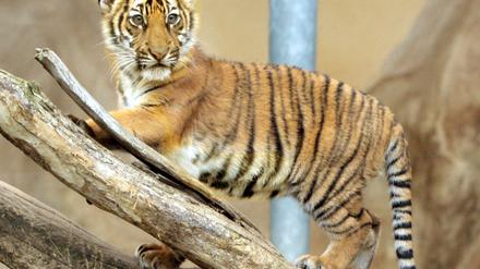 Tigerbaby