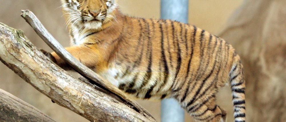 Tigerbaby