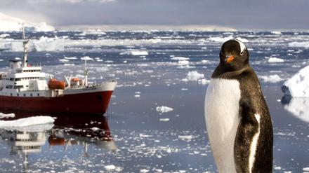Pinguin