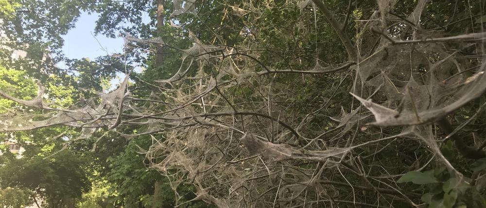 Im Volkspark Hasenheide sind viele Sträucher stark von der Pfaffenhütchen-Gespinstmotte befallen.