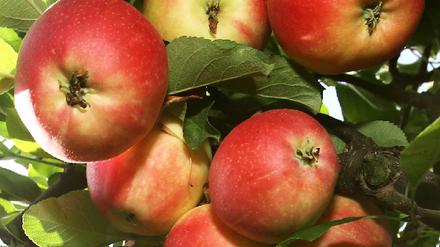 Äpfel
