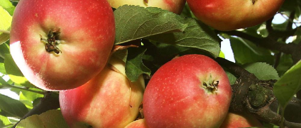 Äpfel