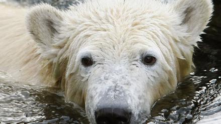 knut