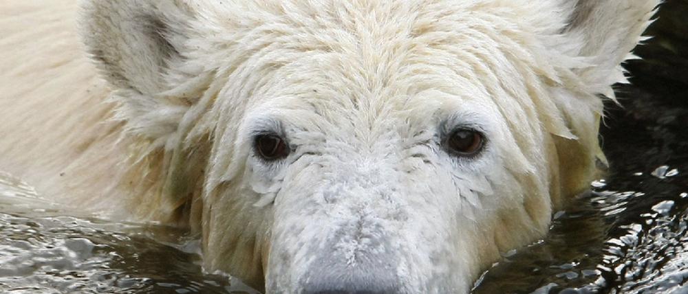 knut