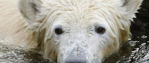 knut