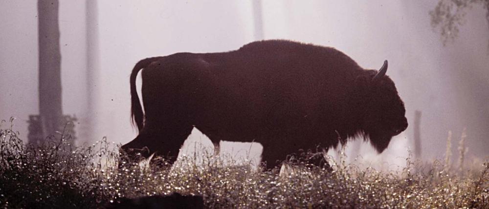 Wisent