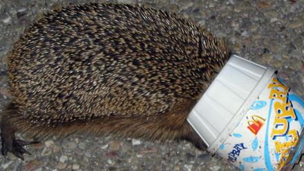 Igel