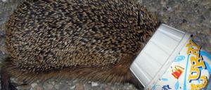 Igel