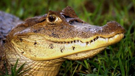 Alligator