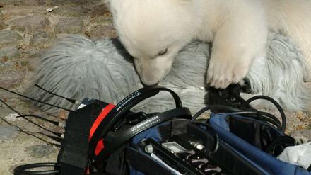 Knut