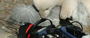 Knut