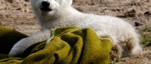 Knut mit Decke