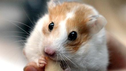 Hamster