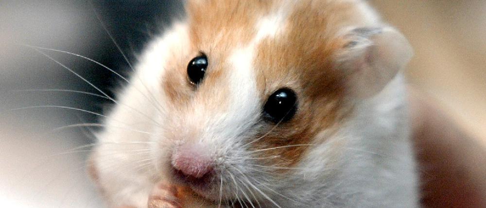 Hamster
