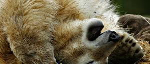 Knut