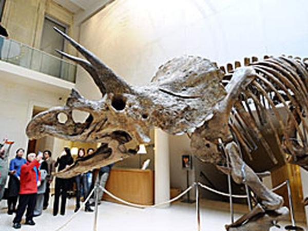 Triceratops