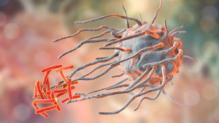 Macrophage engulfing tuberculosis bacteria Mycobacterium tuberculosis, 3D illustration
