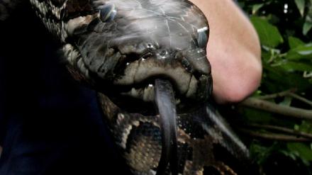 Python