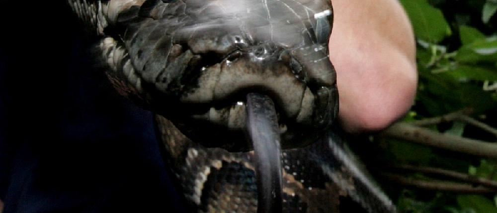 Python