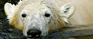 knut