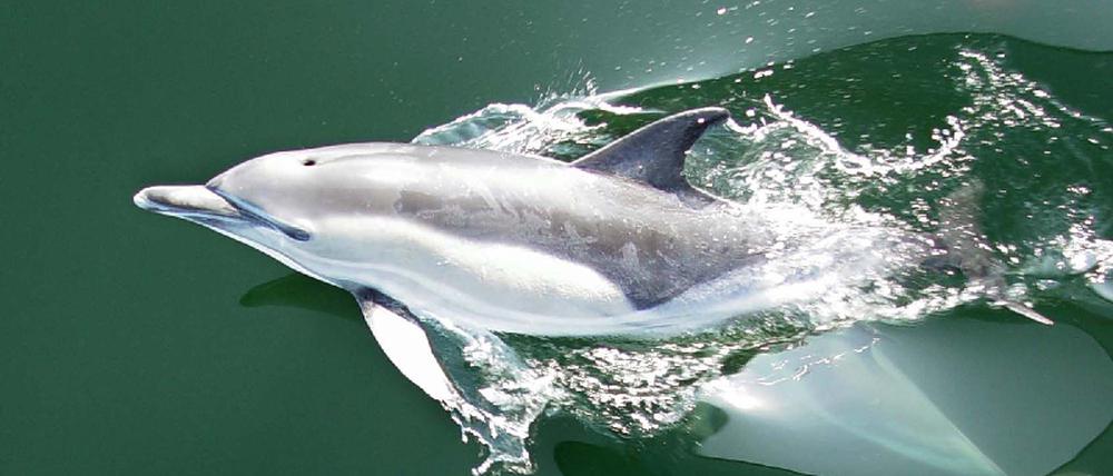 Delfin in der Ostsee