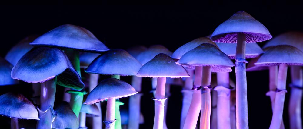 Das Gift Psilocybin des Pilzes Psilocybe semilanceata ist der halluzinogene Wirkstoff in der „Magic Mushroom“-Droge, wird aber auch als Arznei gegen Depressionen und andere psychische Erkrankungen erprobt.