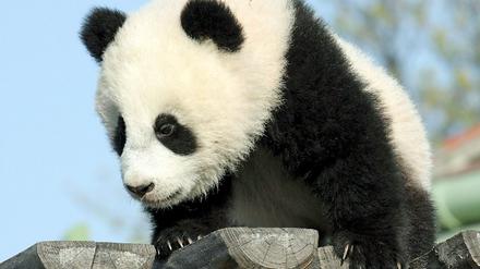 Fu Long