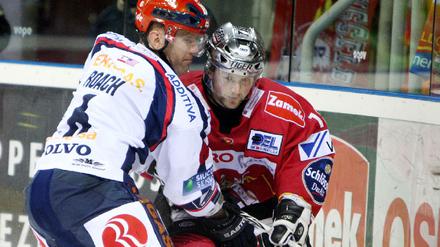 eisbären