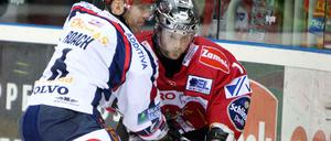 eisbären