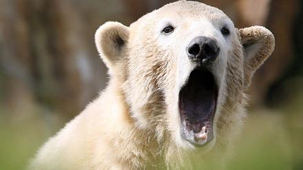 knut