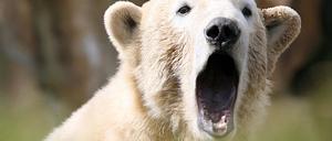 knut