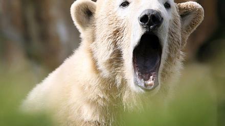 Knut