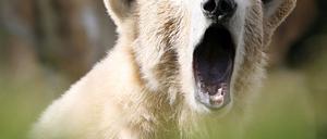 Knut