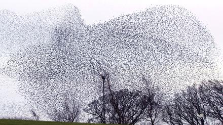 Vogelschwarm