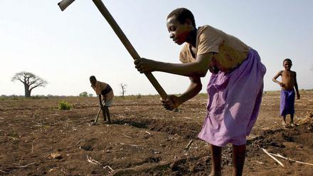 Dürre in Malawi