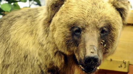 Braunbär Bruno