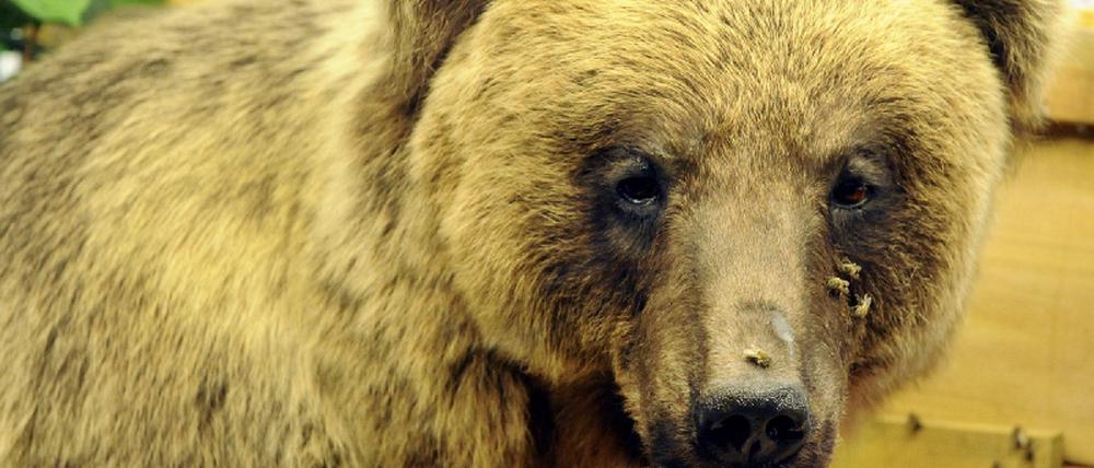 Braunbär Bruno