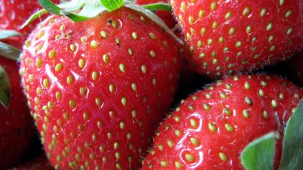 Erdbeeren