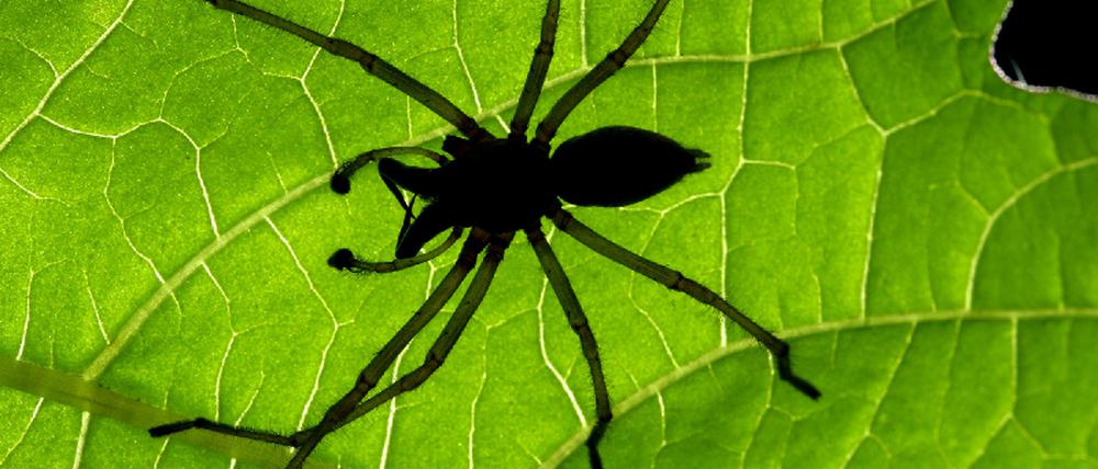 Giftspinne
