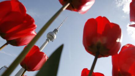 tulpen