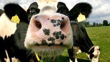 milch