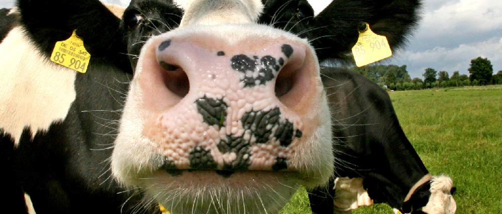 milch
