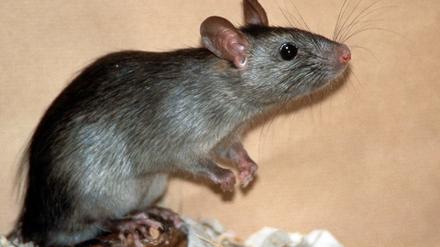 Ratten