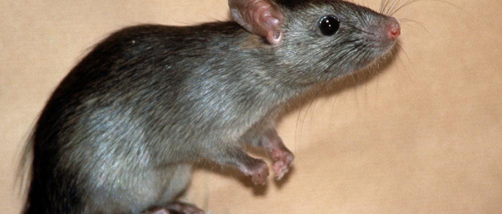 Ratten