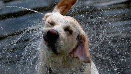 Hundewetter