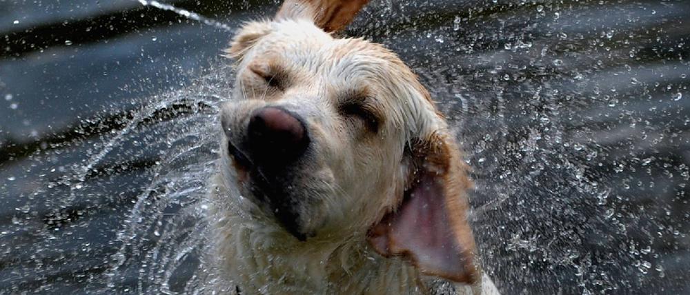 Hundewetter