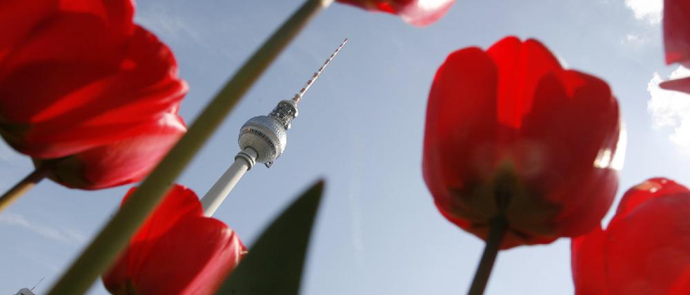 tulpen_wetter