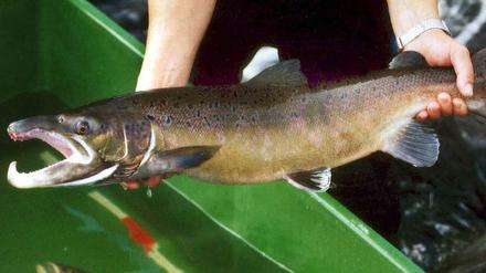 Lachs