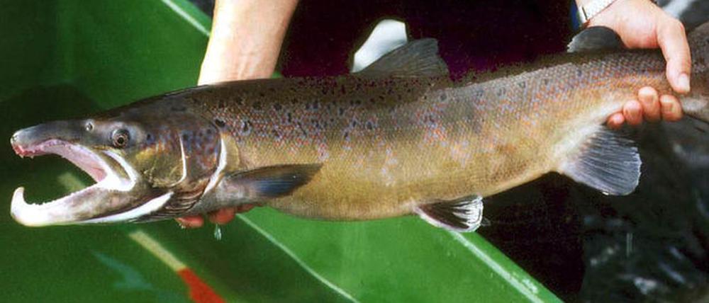 Lachs